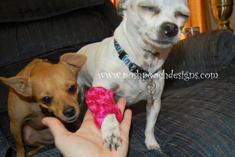 Chihuahua sales leg warmers